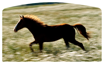 DACRO-340 Gone Riding